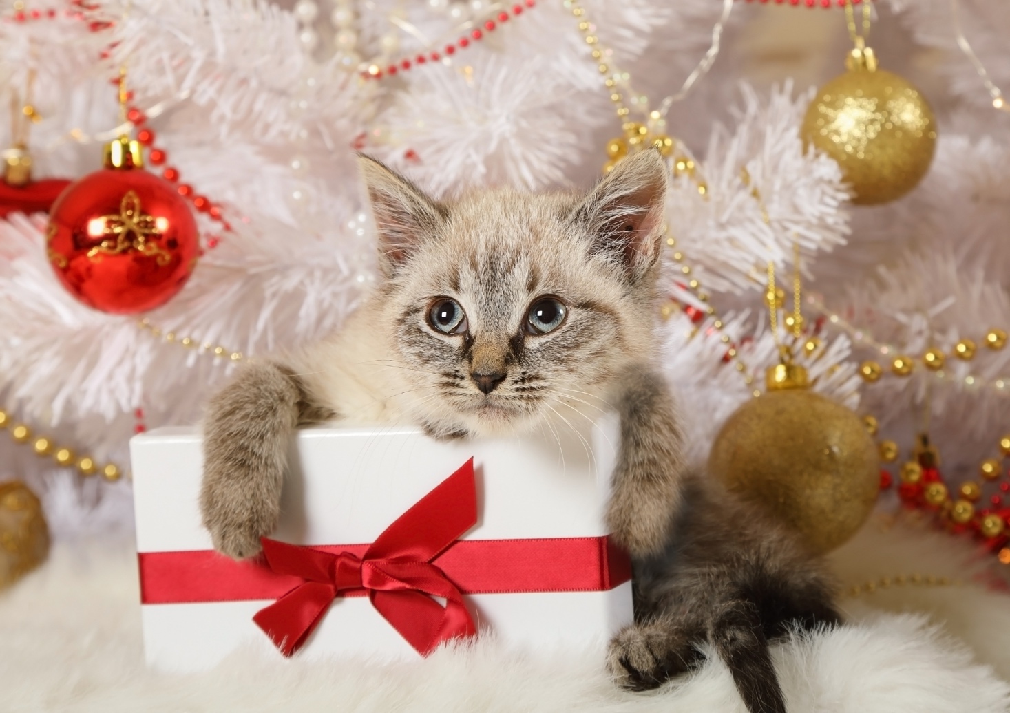 Keep Your Pets Safe This Holiday Season VO Vets