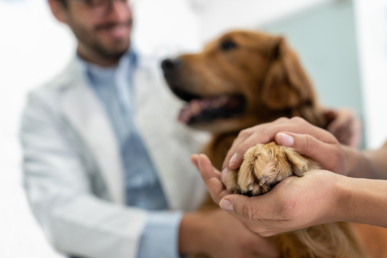 why does your dog keep biting his paw