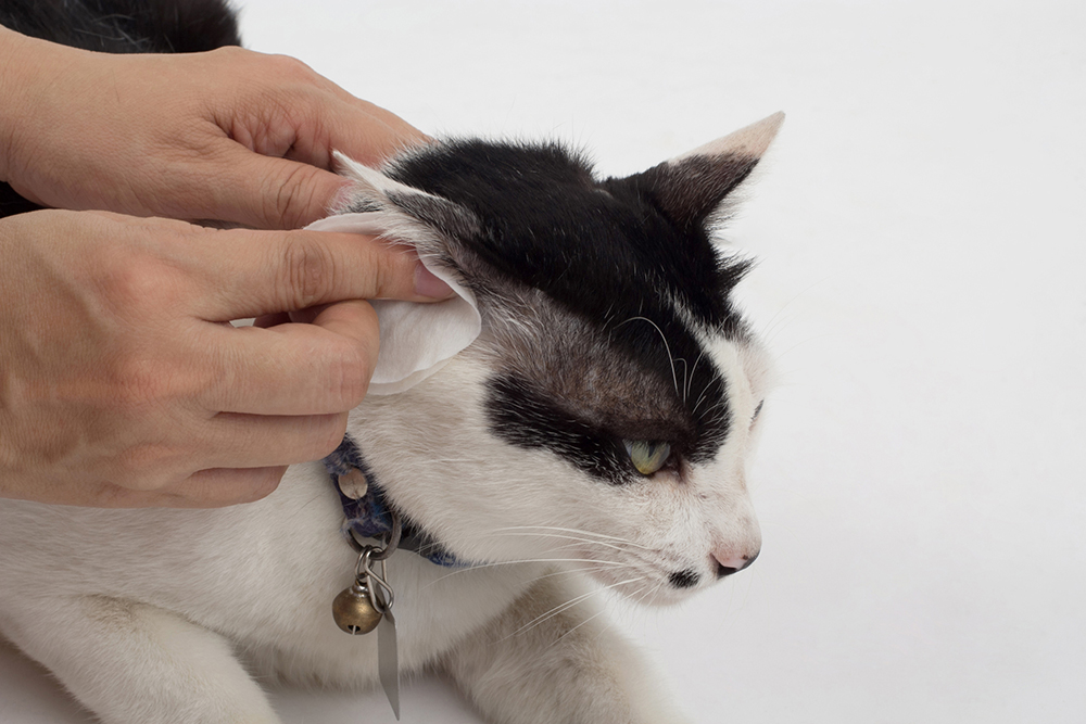 cat ear infections in fort worth texas