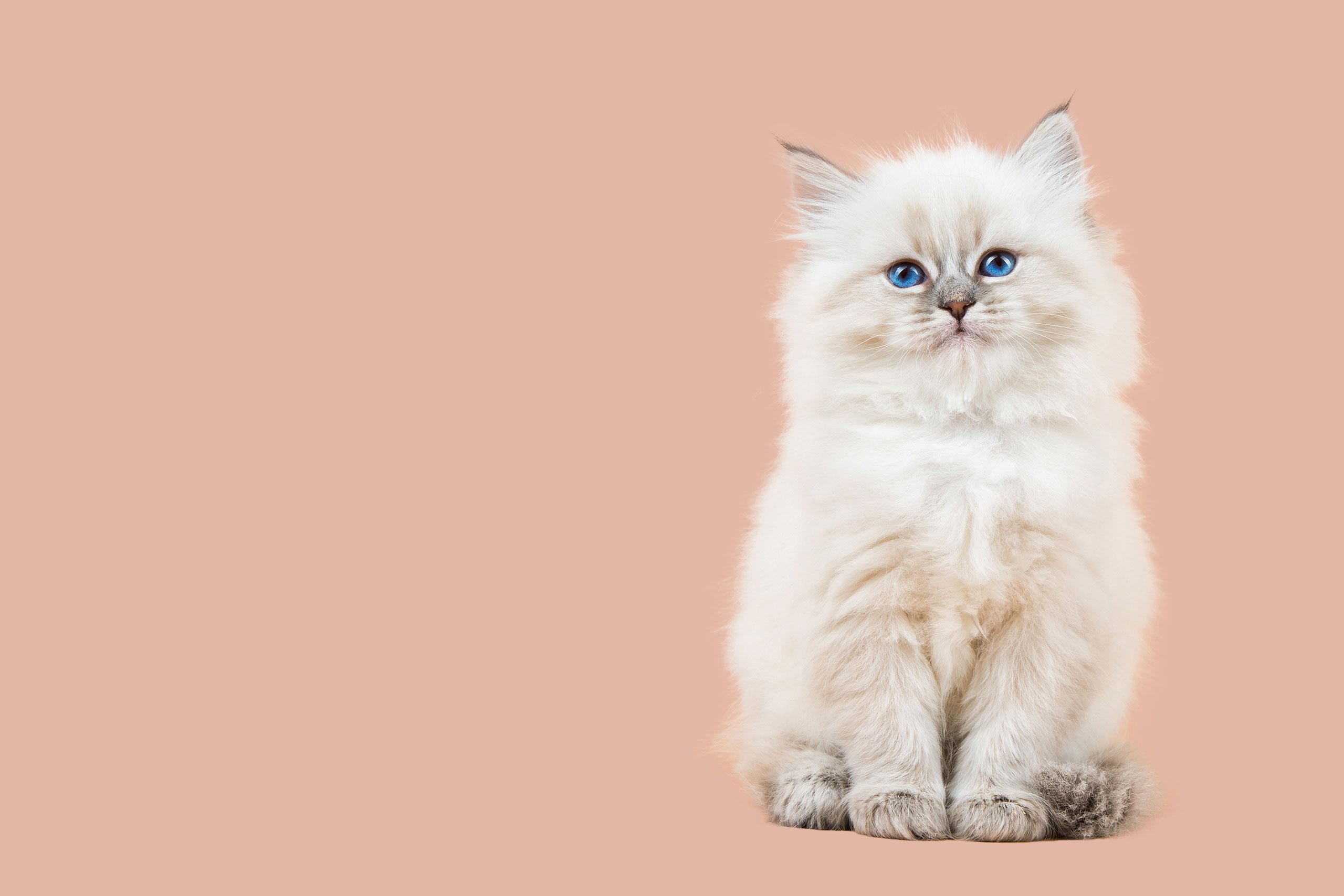 Our Fort Worth, TX Animal Hospital Location VO Vets