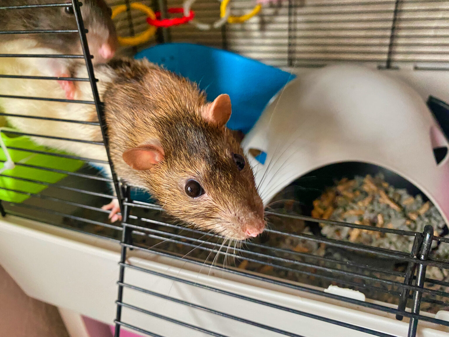 The Pros & Cons of Rats as Pets - VO Vets 