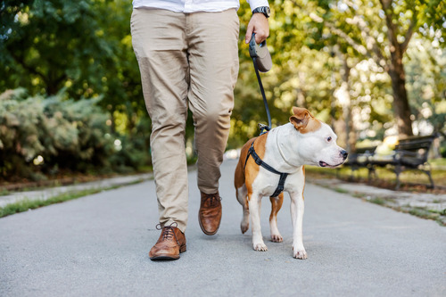 dog-walking-with-owner-on-paved-trail