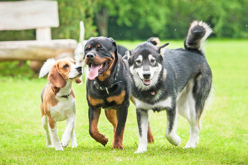 three-dogs-at-dog-park