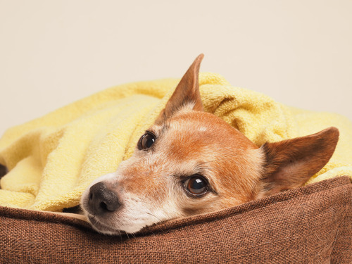 senior-dog-laying-in-bed