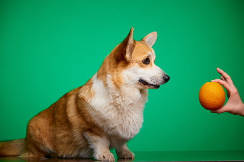 corgi-looking-at-owner-holding-orange-against-a-green-background