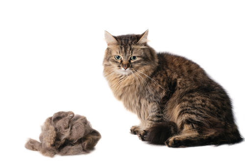 fluffy-cat-sitting-next-to-hairball