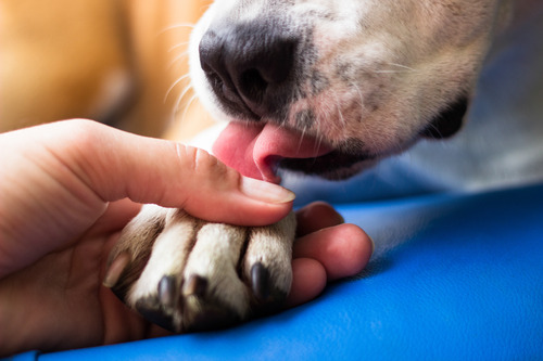 close-up-of-a-dog-licking-its-paw-that-owner-holds-in-their-hand