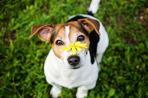 jack-russell-terrier-dog-with-yellow-flower-on-his-nose-sitting-in-the-grass