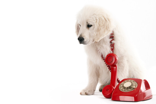 golden-retriever-puppy-with-red-analog-telephone-cord-hanging-over-his-neck