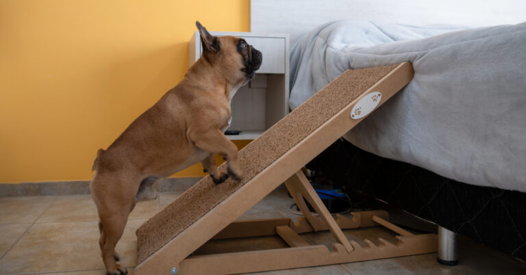 French bulldog using a ramp to reach their owner's bed