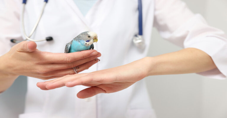 veterinarian examining pet parrot as it sits on their hand