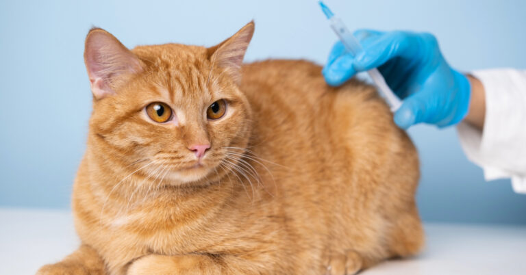 orange cat laying on exam table before vet administers vaccinations
