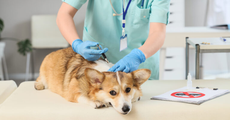 vet using a tick removal tool on a corgi dog at the clinic
