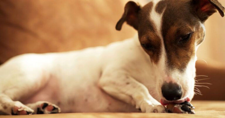 dog laying on the floor licking his paws