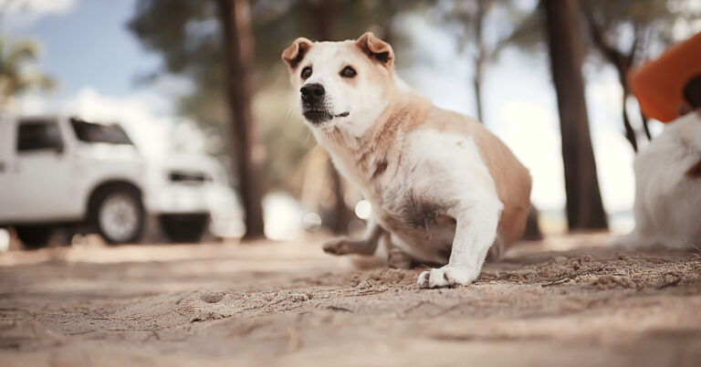 senior dog struggling to get up from laying down on the ground
