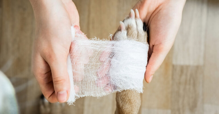 vet bandaging dog's burnt paw