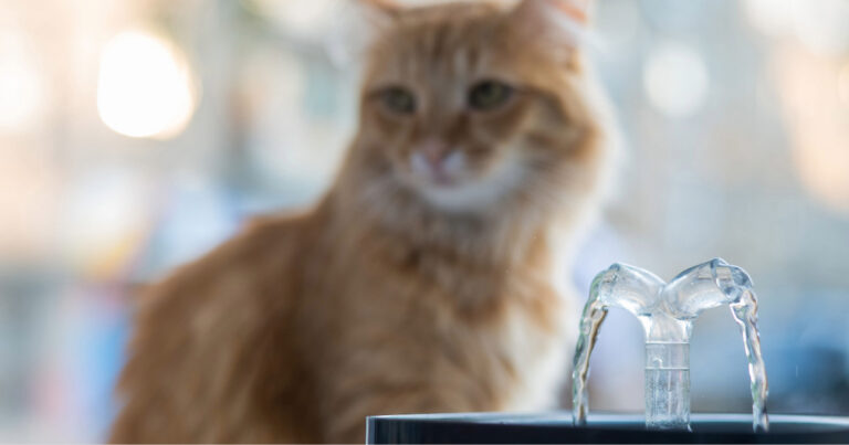 water fountain running with orange cat in the background