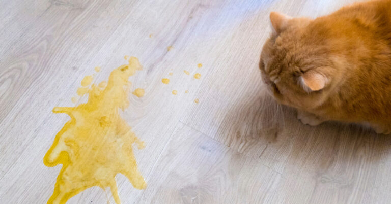 orange cat laying next to yellow vomit puddle on the floor