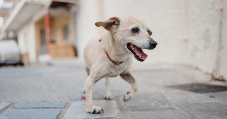 small dog favoring one paw